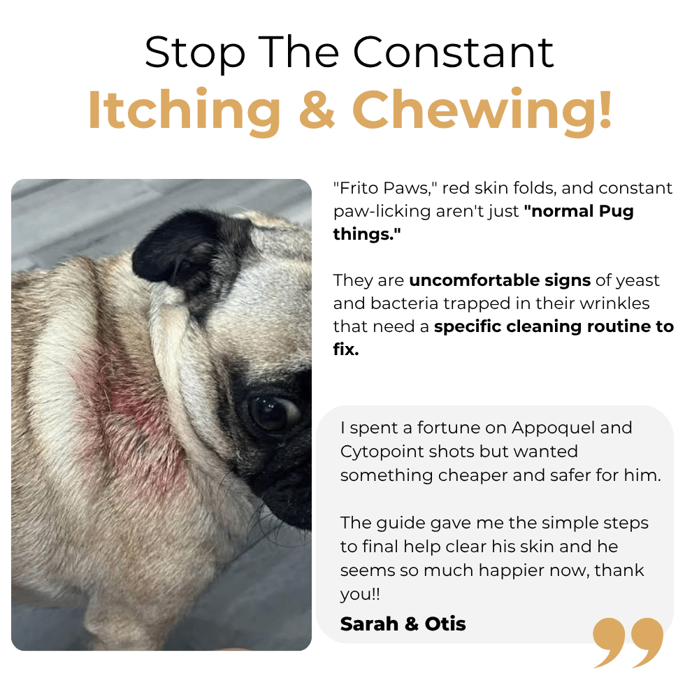 The Complete Pug Guide