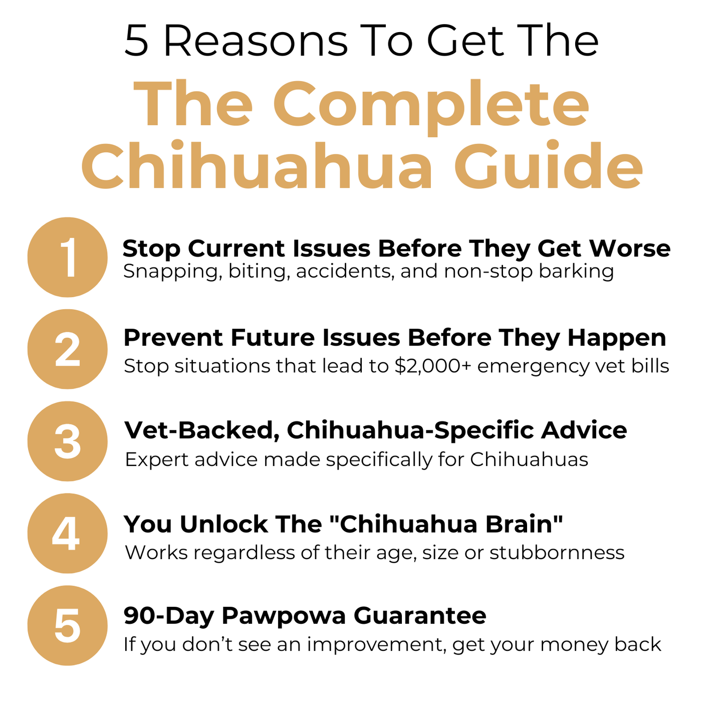 The Complete Chihuahua Guide