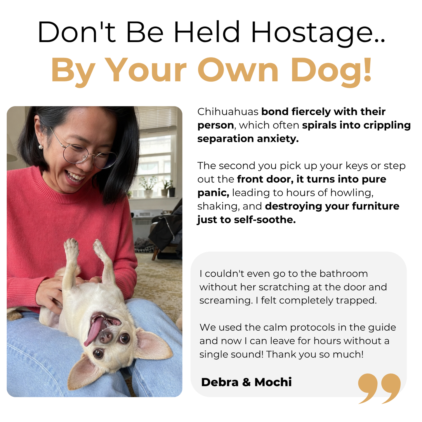 The Complete Chihuahua Guide