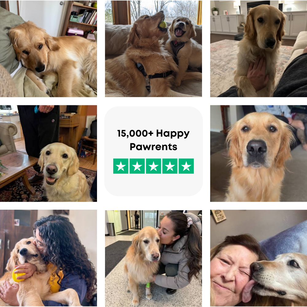 The Complete Golden Retriever Guide