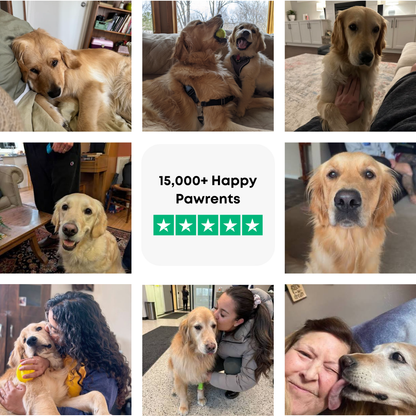 The Complete Golden Retriever Guide