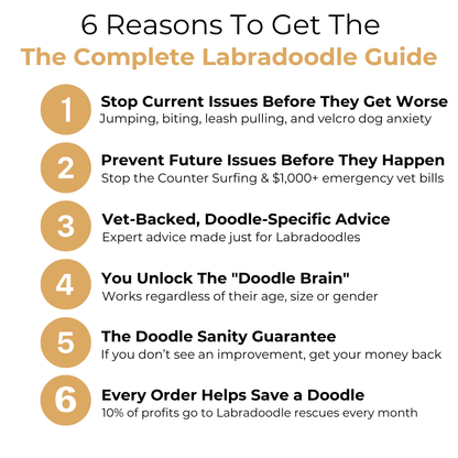 The Complete Labradoodle Guide