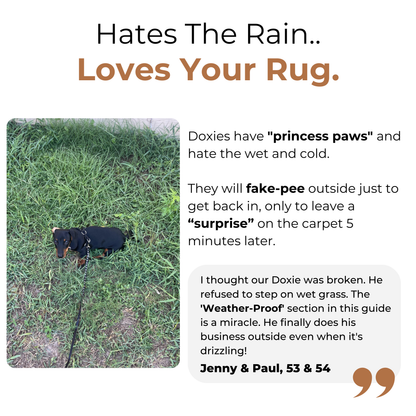 The Complete Dachshund Guide