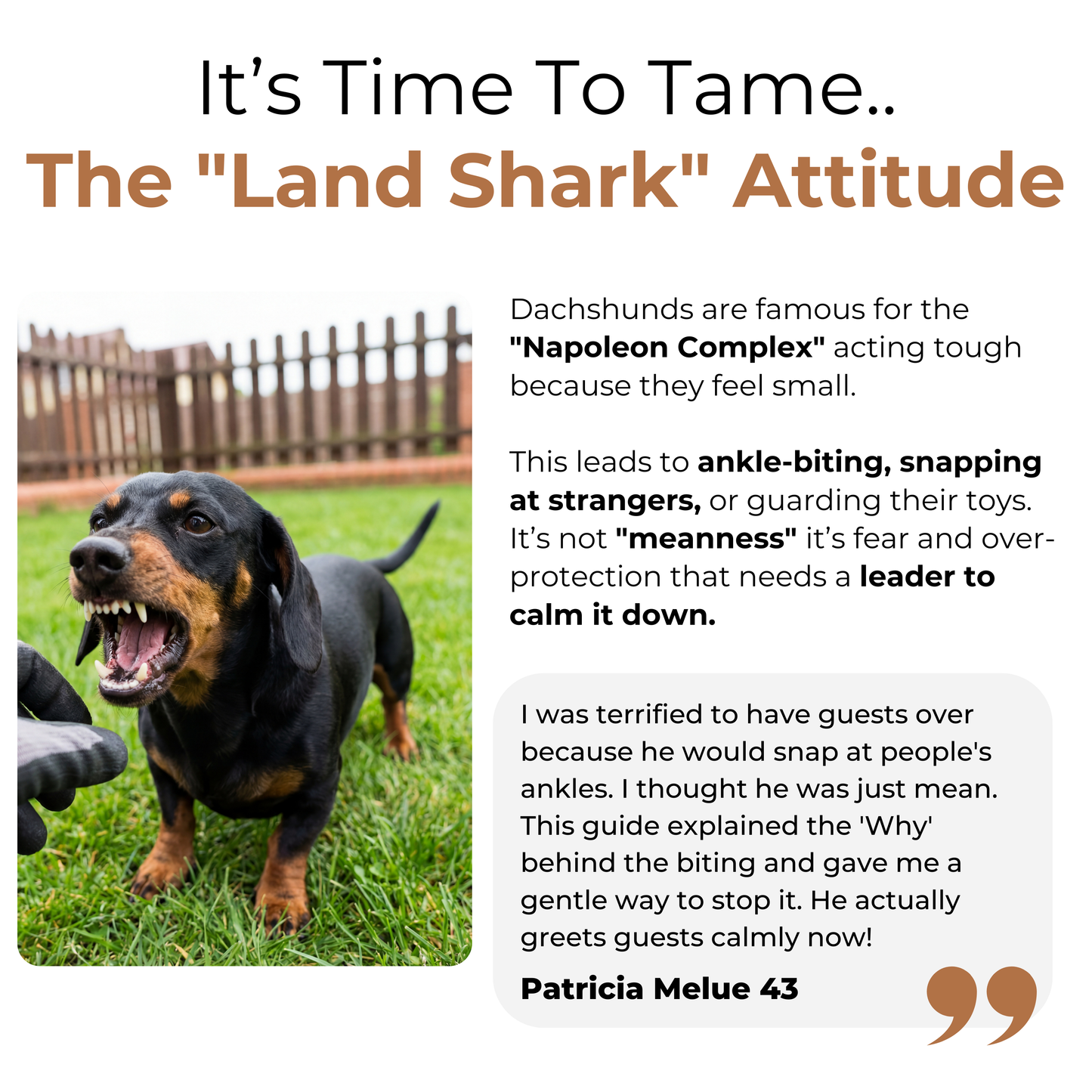 The Complete Dachshund Guide