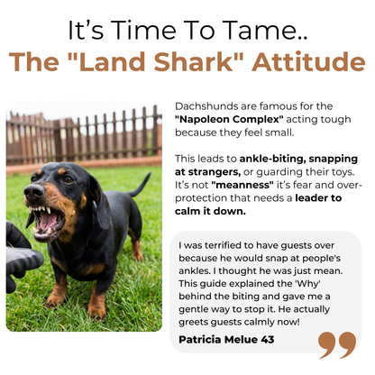 The Complete Dachshund Guide